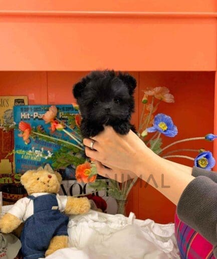 Maltipoo puppy for sale, dog for sale at Tagnimal