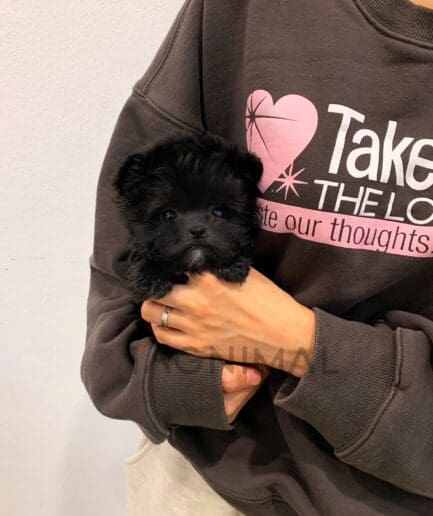 Maltipoo puppy for sale, dog for sale at Tagnimal