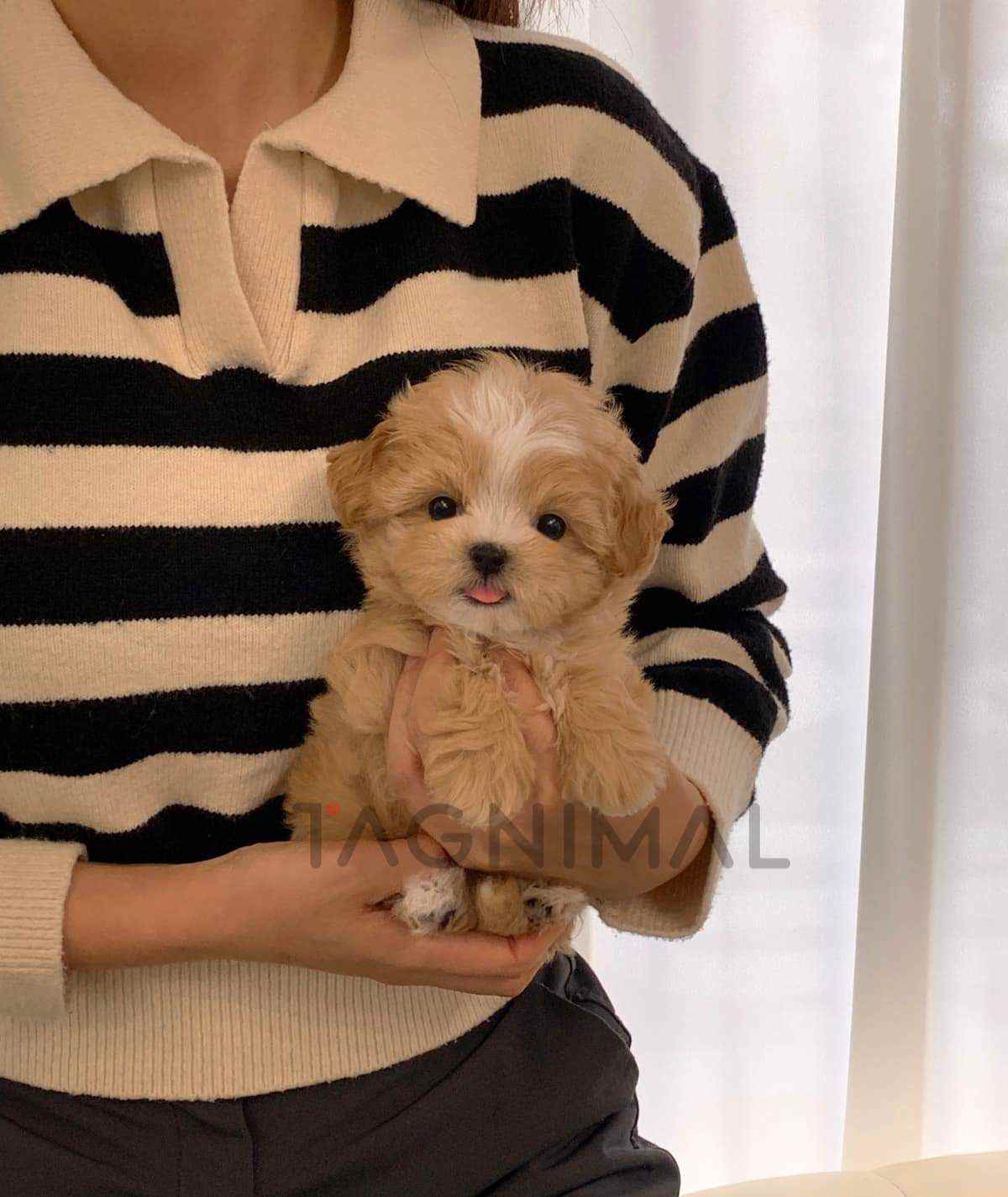 Maltipoo puppy for sale, dog for sale at Tagnimal
