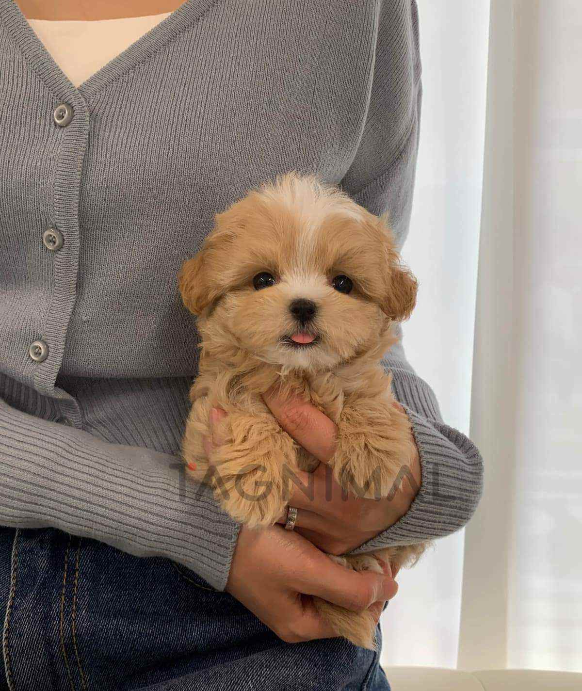 Maltipoo puppy for sale, dog for sale at Tagnimal