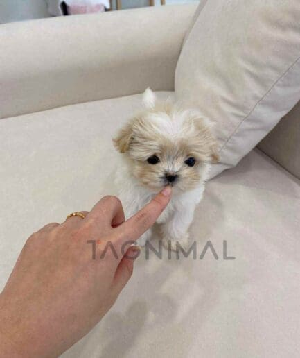 ขายลูกสุนัขมอลติพู ซื้อสุนัข ซื้อหมา ได้ที่ Tagnimal