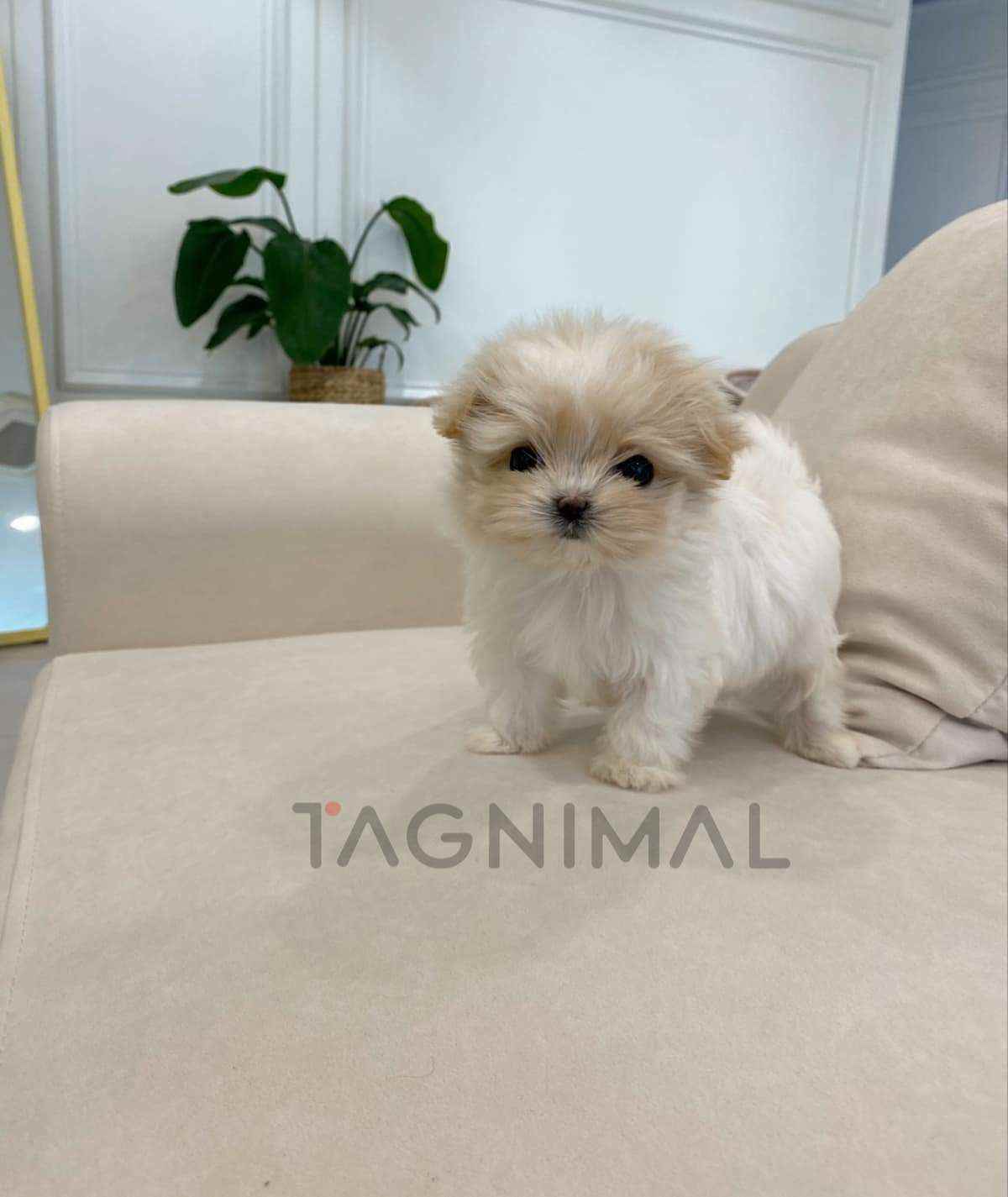Maltipoo puppy for sale, dog for sale at Tagnimal