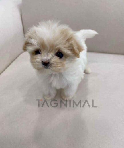 ขายลูกสุนัขมอลติพู ซื้อสุนัข ซื้อหมา ได้ที่ Tagnimal