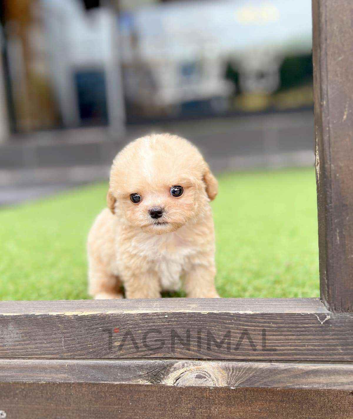 ขายลูกสุนัขมอลติพู ซื้อสุนัข ซื้อหมา ได้ที่ Tagnimal