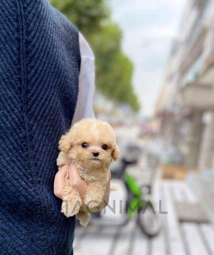 ขายลูกสุนัขมอลติพู ซื้อสุนัข ซื้อหมา ได้ที่ Tagnimal