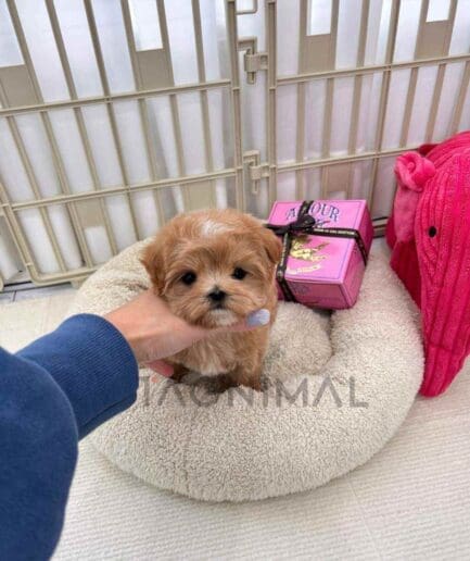 ขายลูกสุนัขมอลติพู ซื้อสุนัข ซื้อหมา ได้ที่ Tagnimal