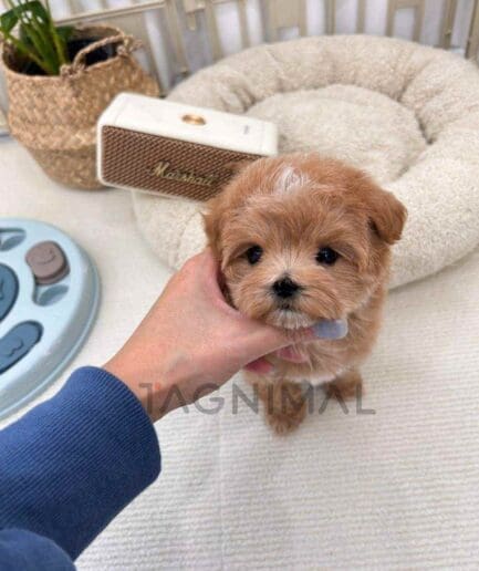 ขายลูกสุนัขมอลติพู ซื้อสุนัข ซื้อหมา ได้ที่ Tagnimal