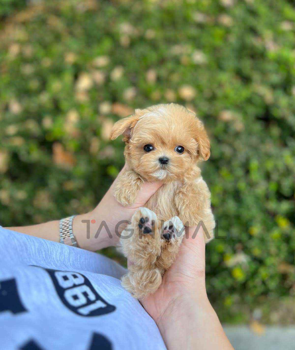 Maltipoo puppy for sale, dog for sale at Tagnimal