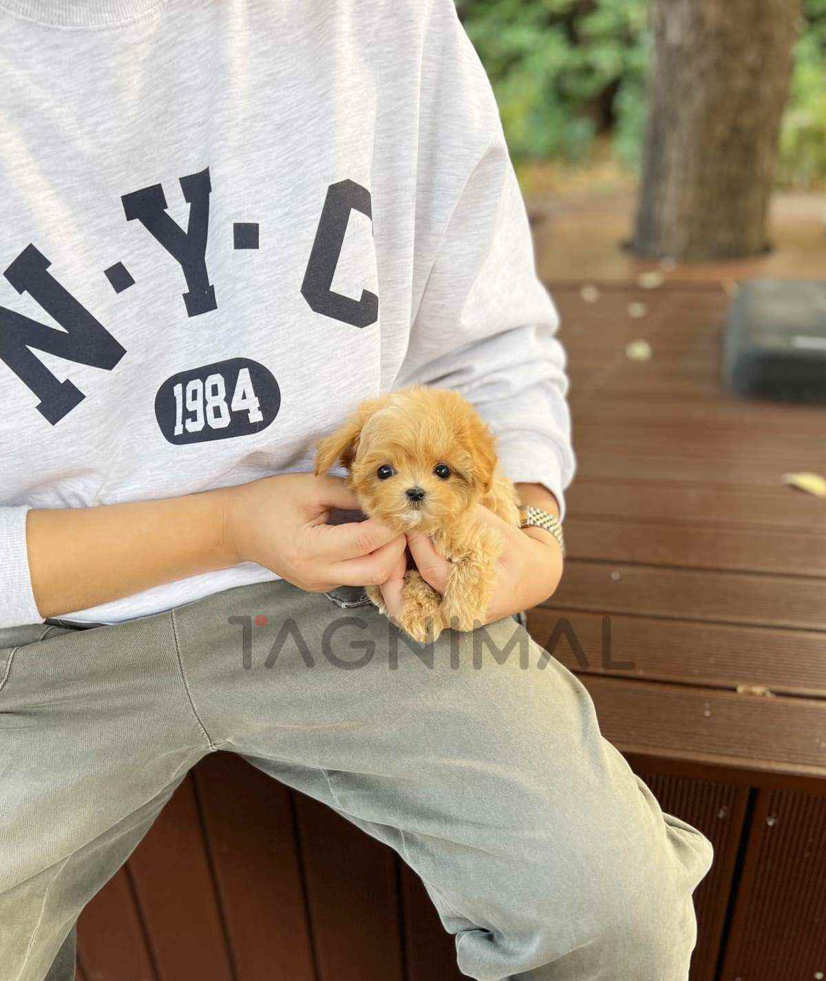 Maltipoo puppy for sale, dog for sale at Tagnimal