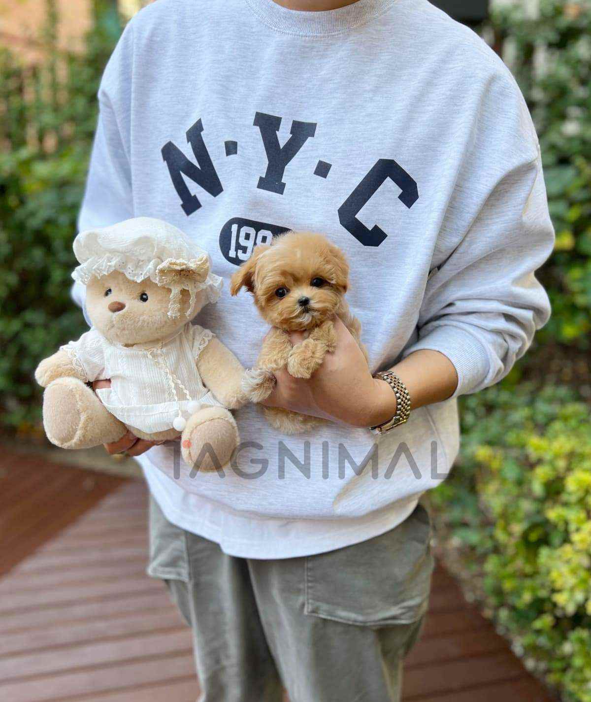 Maltipoo puppy for sale, dog for sale at Tagnimal
