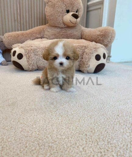 Maltipoo puppy for sale, dog for sale at Tagnimal
