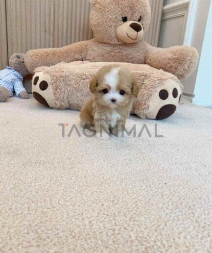 Maltipoo puppy for sale, dog for sale at Tagnimal