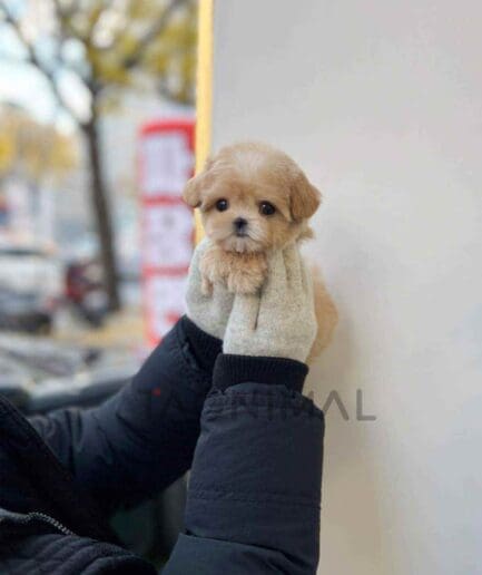 Maltipoo puppy for sale, dog for sale at Tagnimal