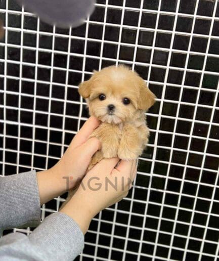 Maltipoo puppy for sale, dog for sale at Tagnimal