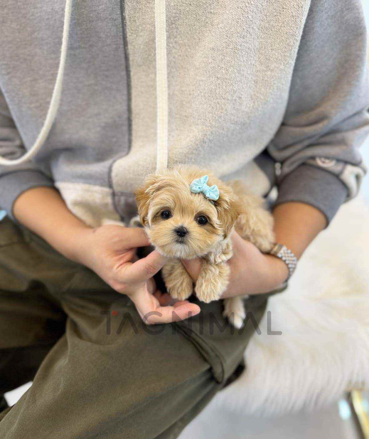 Maltipoo puppy for sale, dog for sale at Tagnimal