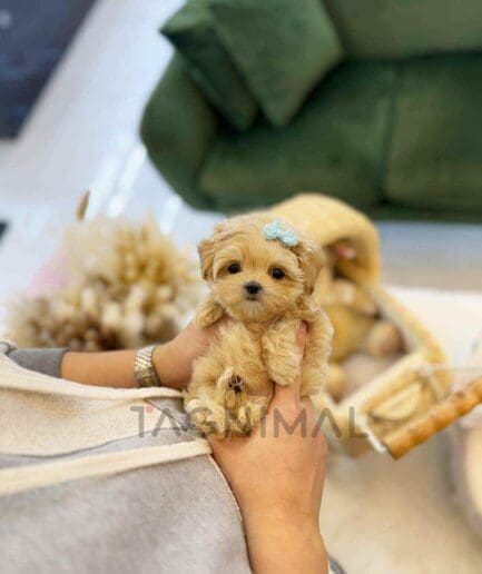 ขายลูกสุนัขมอลติพู ซื้อสุนัข ซื้อหมา ได้ที่ Tagnimal