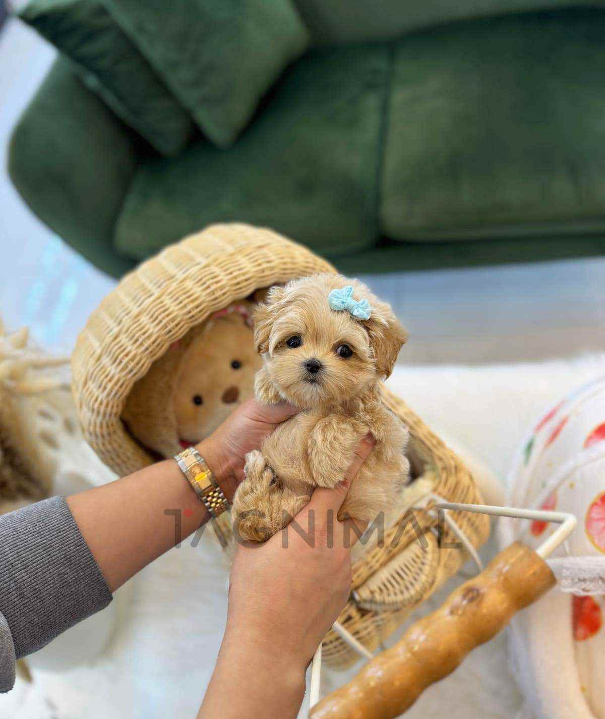 Maltipoo puppy for sale, dog for sale at Tagnimal
