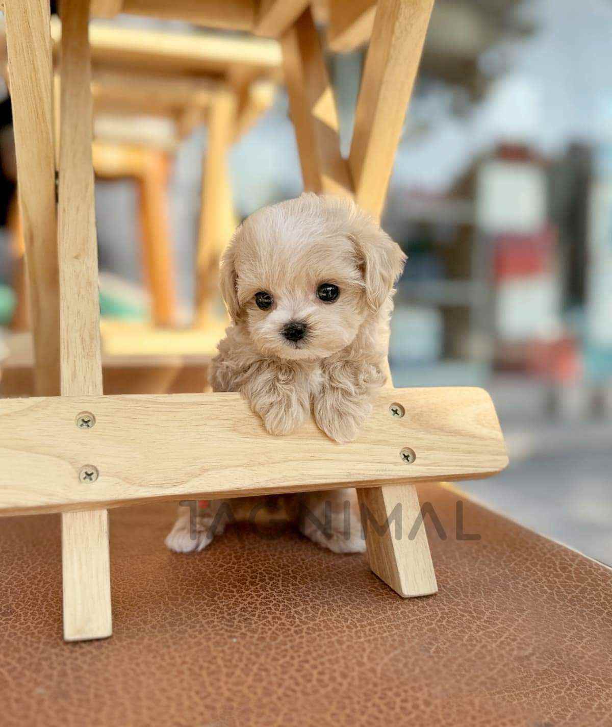 Maltipoo puppy for sale, dog for sale at Tagnimal