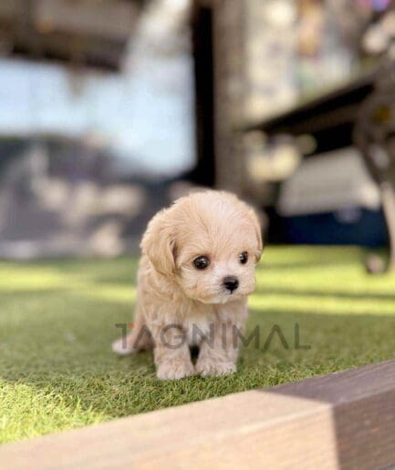 ขายลูกสุนัขมอลติพู ซื้อสุนัข ซื้อหมา ได้ที่ Tagnimal