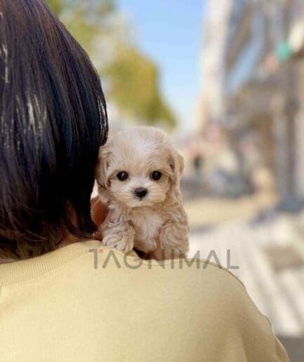 ขายลูกสุนัขมอลติพู ซื้อสุนัข ซื้อหมา ได้ที่ Tagnimal