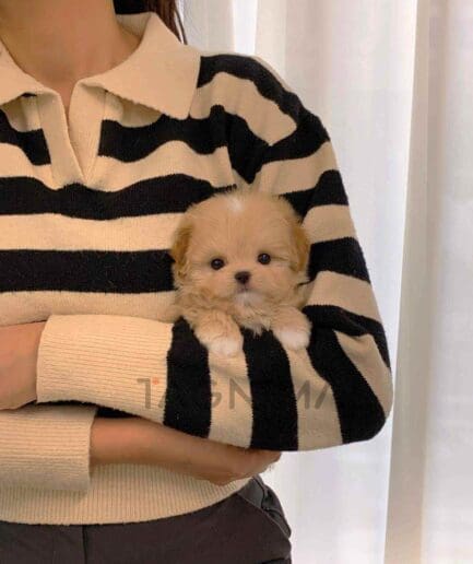 ขายลูกสุนัขมอลติพู ซื้อสุนัข ซื้อหมา ได้ที่ Tagnimal