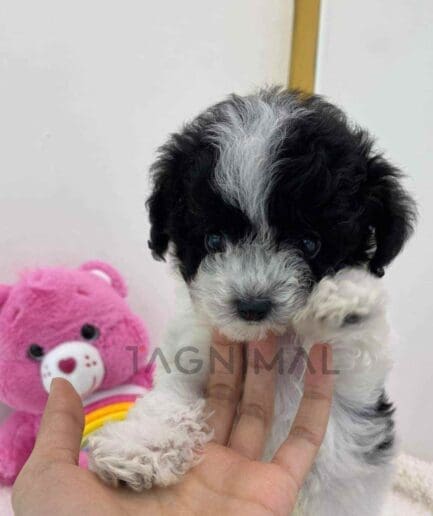 ขายลูกสุนัขมอลติพู ซื้อสุนัข ซื้อหมา ได้ที่ Tagnimal
