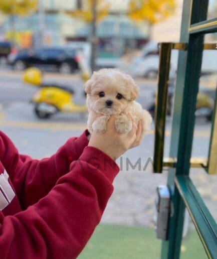 Maltipoo puppy for sale, dog for sale at Tagnimal