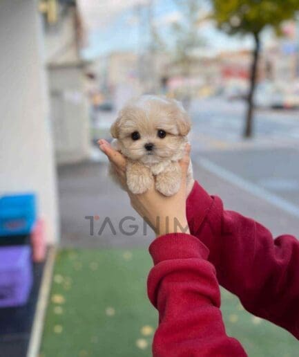 Maltipoo puppy for sale, dog for sale at Tagnimal