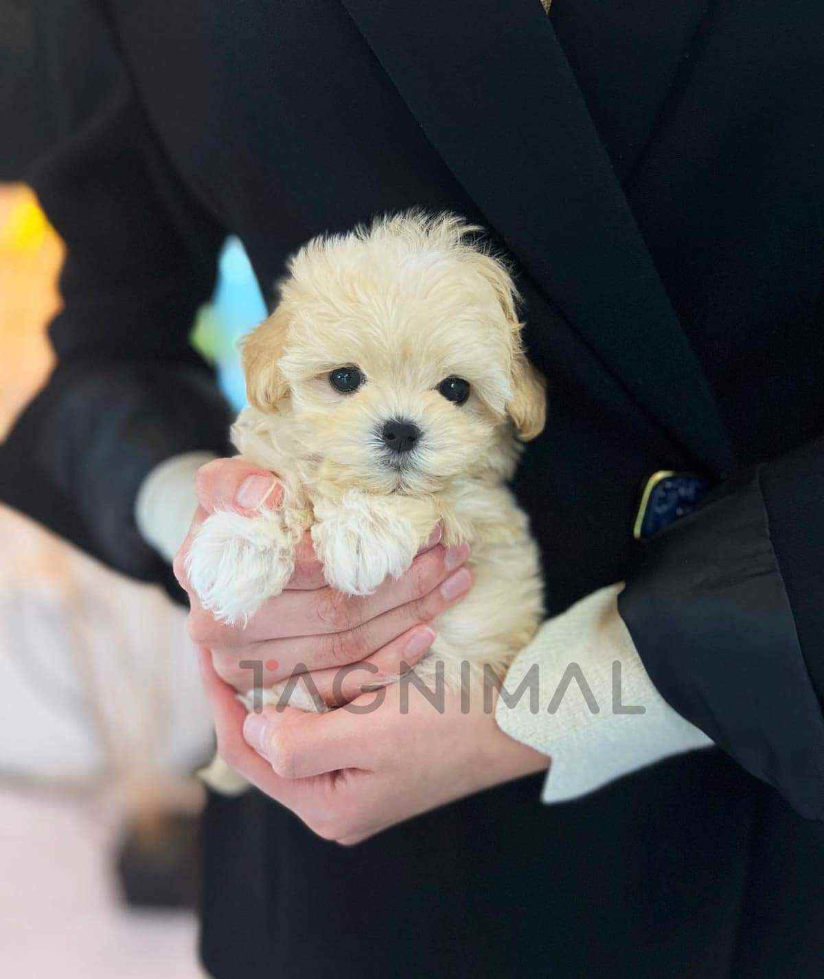 Maltipoo puppy for sale, dog for sale at Tagnimal