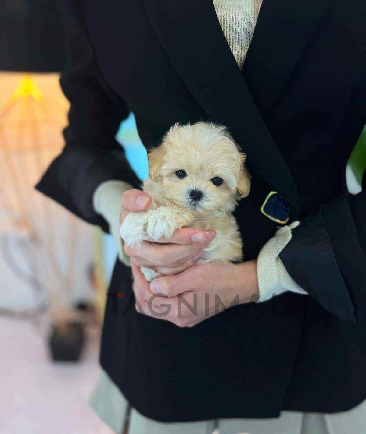 Maltipoo puppy for sale, dog for sale at Tagnimal