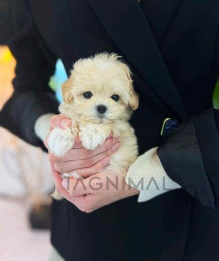 ขายลูกสุนัขมอลติพู ซื้อสุนัข ซื้อหมา ได้ที่ Tagnimal