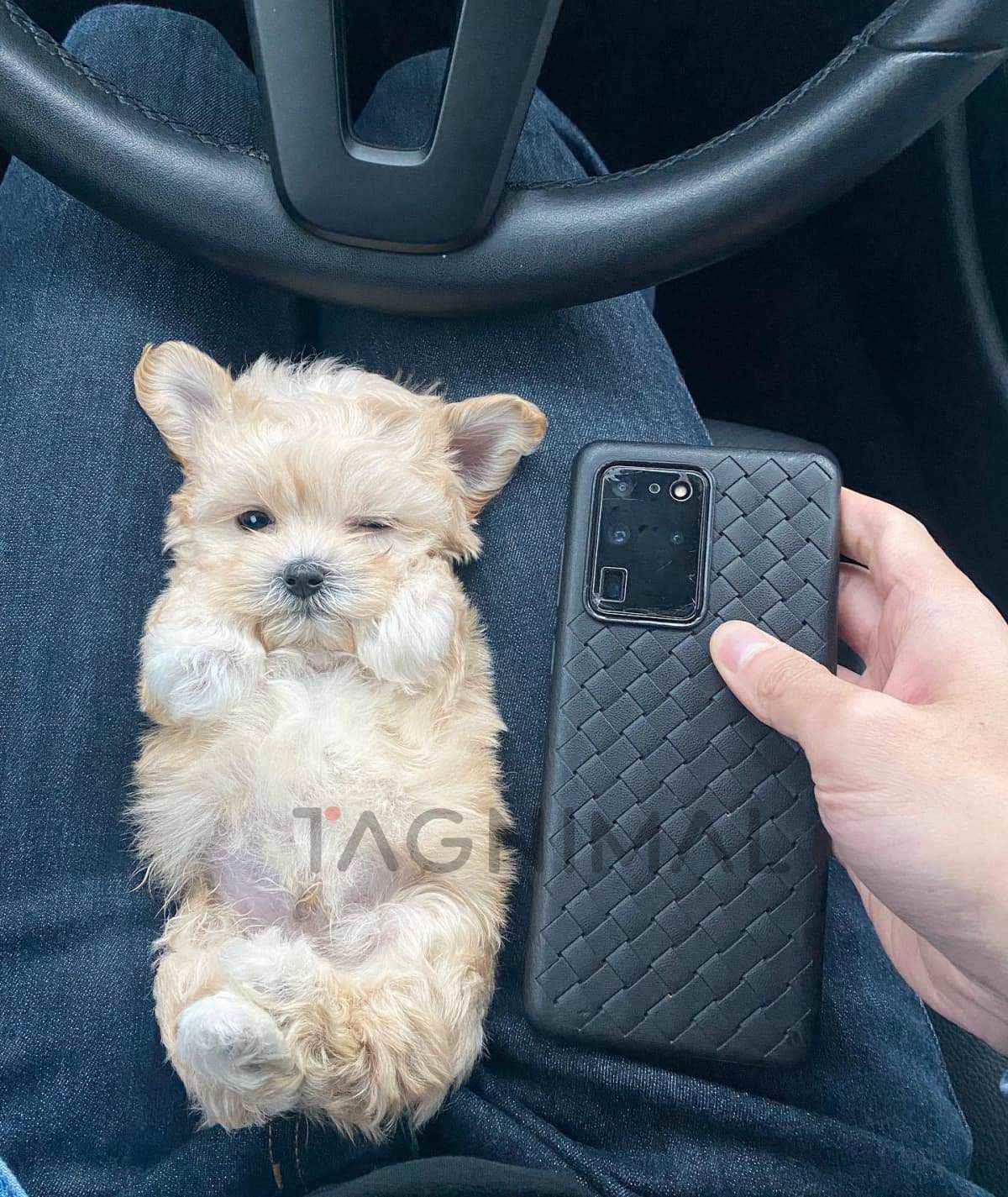 Maltipoo puppy for sale, dog for sale at Tagnimal