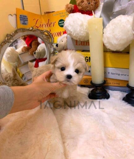 ขายลูกสุนัขมอลติพู ซื้อสุนัข ซื้อหมา ได้ที่ Tagnimal
