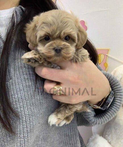 ขายลูกสุนัขมอลติพู ซื้อสุนัข ซื้อหมา ได้ที่ Tagnimal