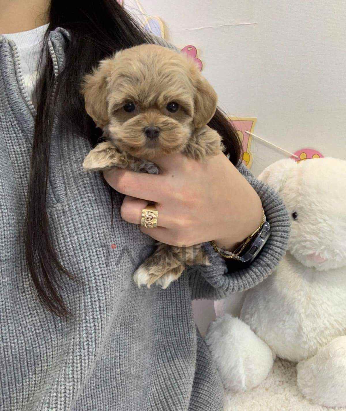 Maltipoo puppy for sale, dog for sale at Tagnimal