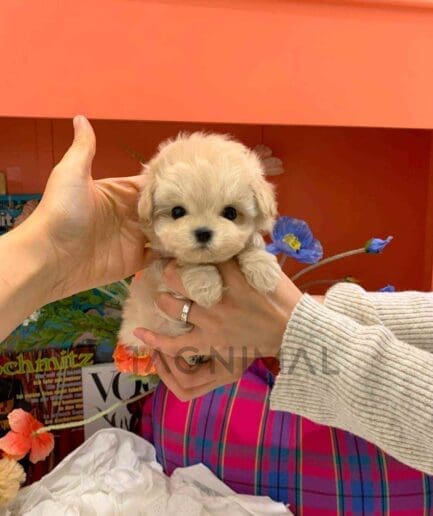 Maltipoo puppy for sale, dog for sale at Tagnimal