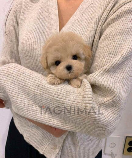 Maltipoo puppy for sale, dog for sale at Tagnimal