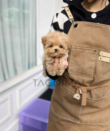 Maltipoo puppy for sale, dog for sale at Tagnimal