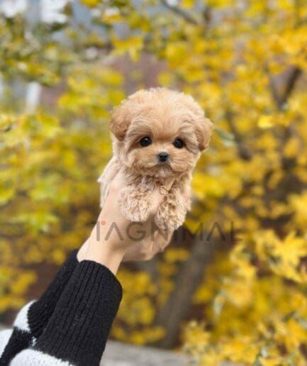 Maltipoo puppy for sale, dog for sale at Tagnimal
