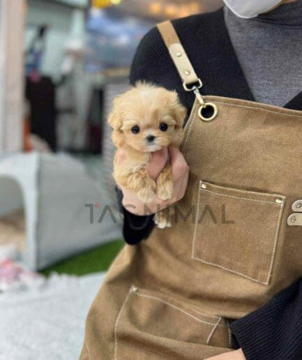 Maltipoo puppy for sale, dog for sale at Tagnimal