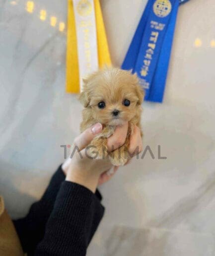 Maltipoo puppy for sale, dog for sale at Tagnimal