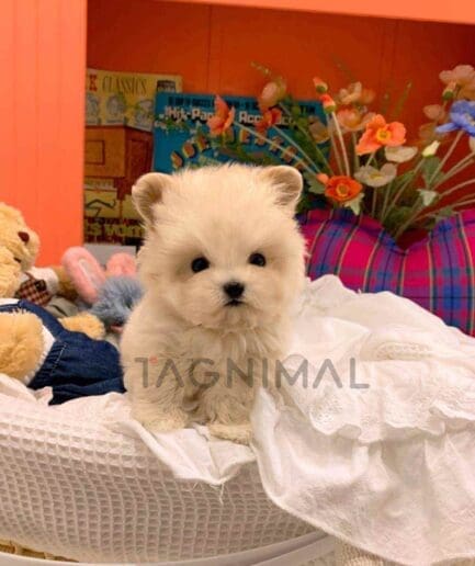 ขายลูกสุนัขมอลติพู ซื้อสุนัข ซื้อหมา ได้ที่ Tagnimal