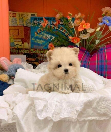 ขายลูกสุนัขมอลติพู ซื้อสุนัข ซื้อหมา ได้ที่ Tagnimal