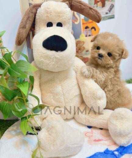 ขายลูกสุนัขมอลติพู ซื้อสุนัข ซื้อหมา ได้ที่ Tagnimal
