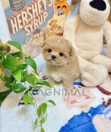 ขายลูกสุนัขมอลติพู ซื้อสุนัข ซื้อหมา ได้ที่ Tagnimal