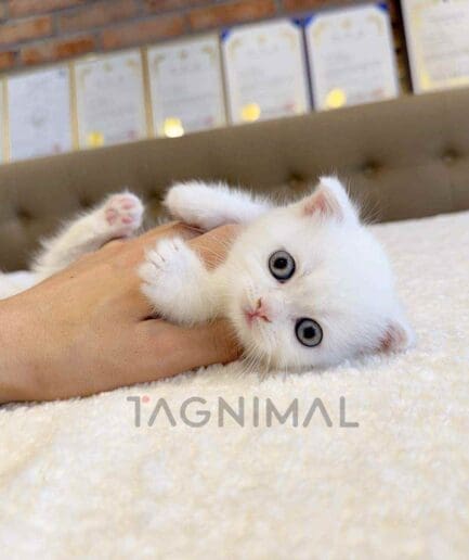 Munchkin kitten for sale, cat for sale at Tagnimal