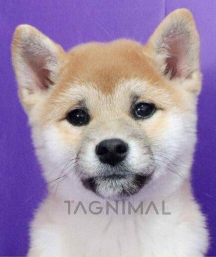 ขายลูกสุนัขชิบะ ซื้อสุนัข ซื้อหมา ได้ที่ Tagnimal