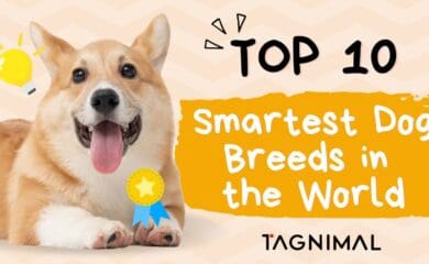 Tagnimal top 10 smartest dog in the world blog poster