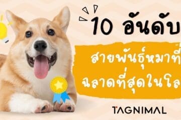10 อันดับ สายพันธุ์หมาที่ฉลาดที่สุดในโลก Tagnimal
