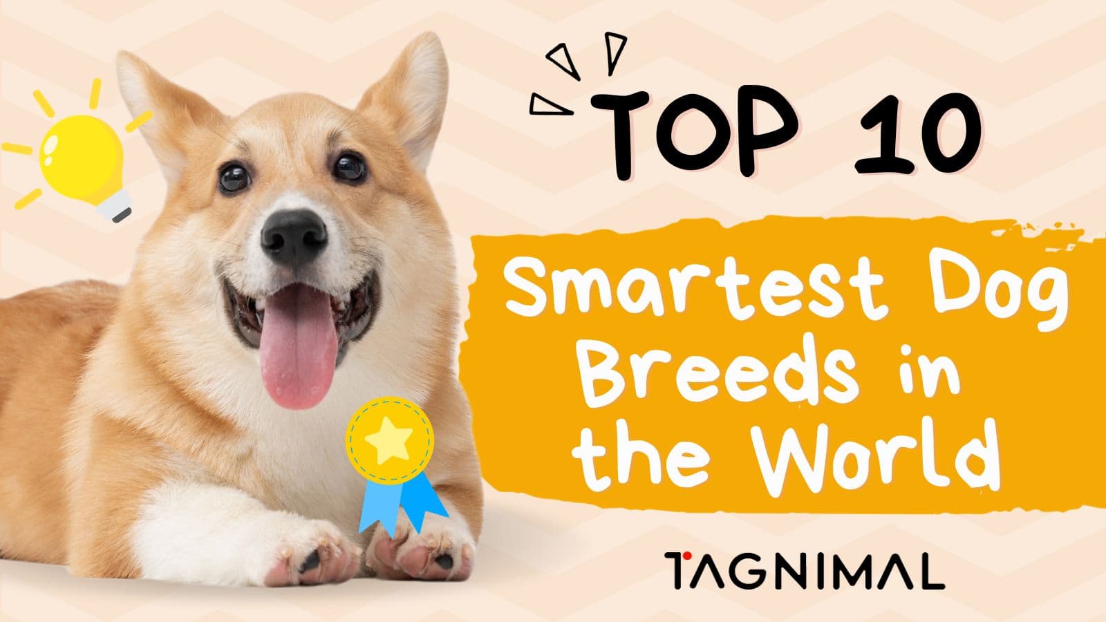 Tagnimal top 10 smartest dog in the world blog poster